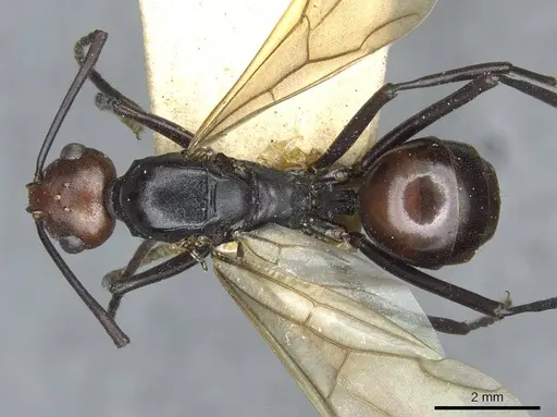 Polyrhachis frauenfeldi specimen CASENT0910793 image casent0910793_1