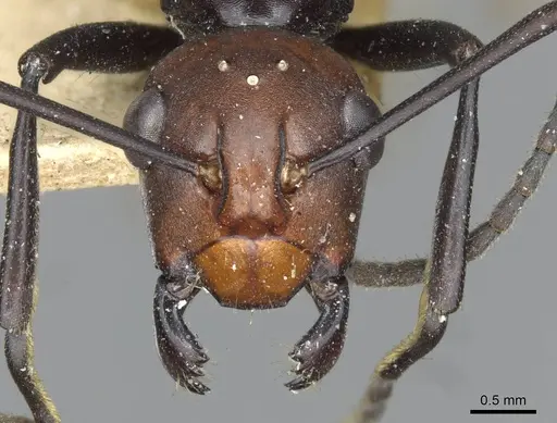 Polyrhachis frauenfeldi specimen CASENT0910793 image casent0910793_2