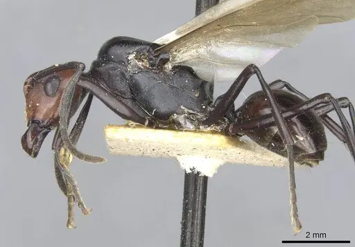 Polyrhachis frauenfeldi specimen CASENT0910793 image casent0910793_3