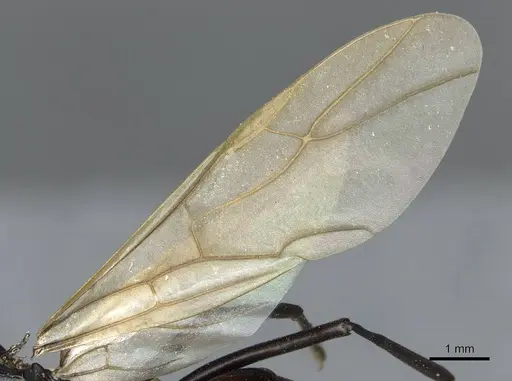 Polyrhachis frauenfeldi specimen CASENT0910793 image casent0910793_4