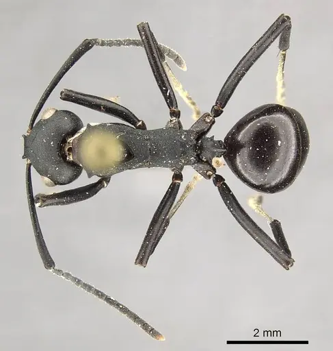 Polyrhachis frauenfeldi specimen CASENT0915820 image casent0915820_1