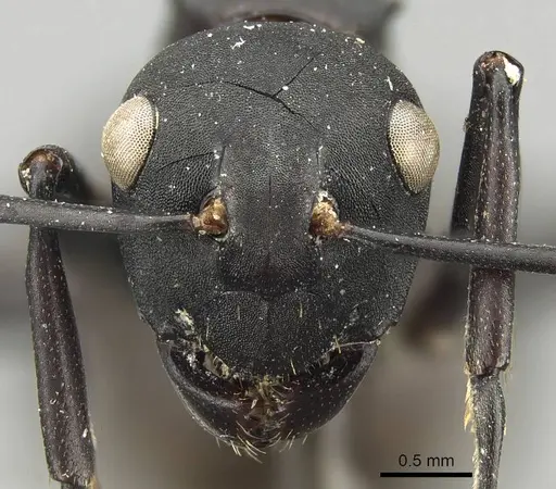 Polyrhachis frauenfeldi specimen CASENT0915820 image casent0915820_2