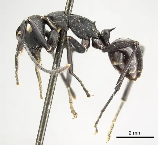 Polyrhachis frauenfeldi specimen CASENT0915820 image casent0915820_3