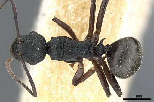 Polyrhachis fruhstorferi specimen CASENT0905563 image casent0905563_1