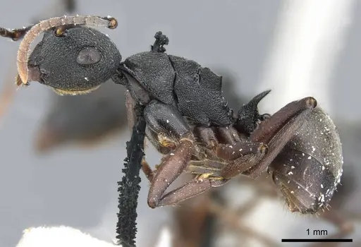 Polyrhachis fruhstorferi specimen CASENT0905563 image casent0905563_3