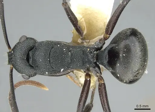 Polyrhachis fruhstorferi specimen CASENT0906573 image casent0906573_1
