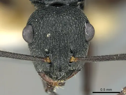 Polyrhachis fruhstorferi specimen CASENT0906573 image casent0906573_2