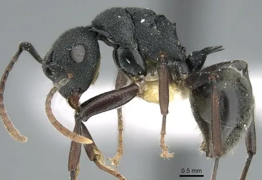 Polyrhachis fruhstorferi specimen CASENT0906573 image casent0906573_3
