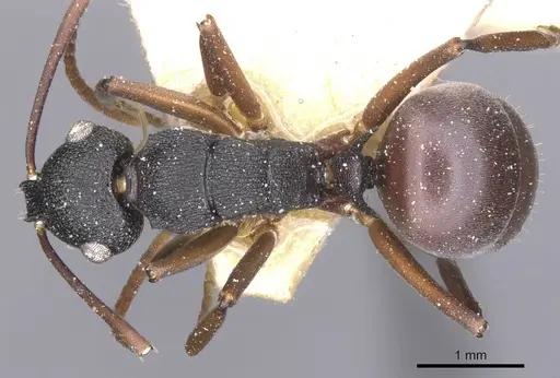 Polyrhachis fruhstorferi specimen CASENT0912146 image casent0912146_1