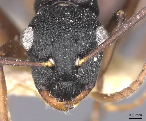 Polyrhachis fruhstorferi specimen CASENT0912146 image casent0912146_2