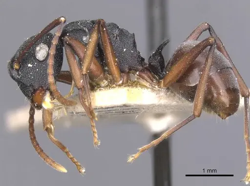 Polyrhachis fruhstorferi specimen CASENT0912146 image casent0912146_3