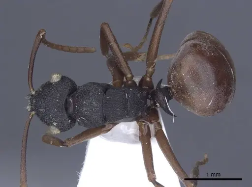 Polyrhachis fruhstorferi specimen CASENT0916785 image casent0916785_1