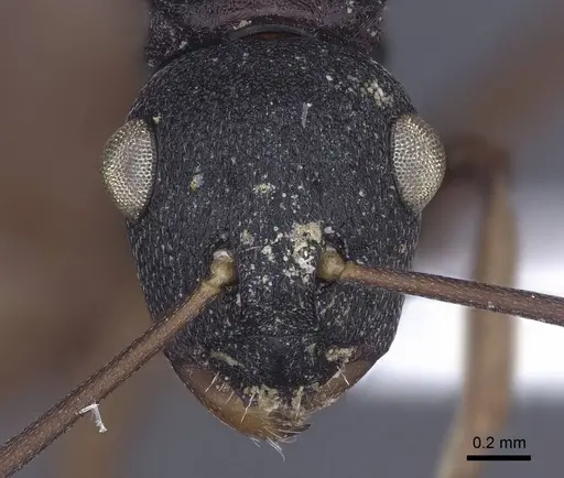 Polyrhachis fruhstorferi specimen CASENT0916785 image casent0916785_2