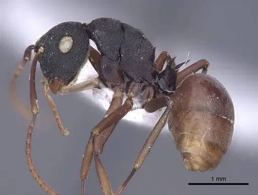 Polyrhachis fruhstorferi specimen CASENT0916785 image casent0916785_3