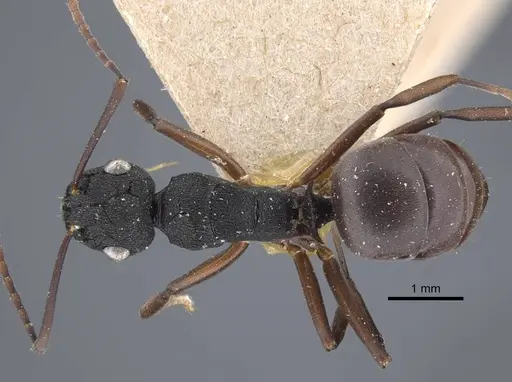 Polyrhachis fruhstorferi specimen CASENT0917173 image casent0917173_1