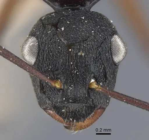 Polyrhachis fruhstorferi specimen CASENT0917173 image casent0917173_2