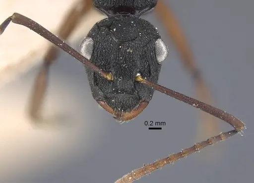 Polyrhachis fruhstorferi specimen CASENT0917173 image casent0917173_3