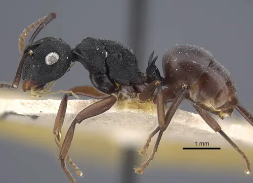 Polyrhachis fruhstorferi specimen CASENT0917173 image casent0917173_4