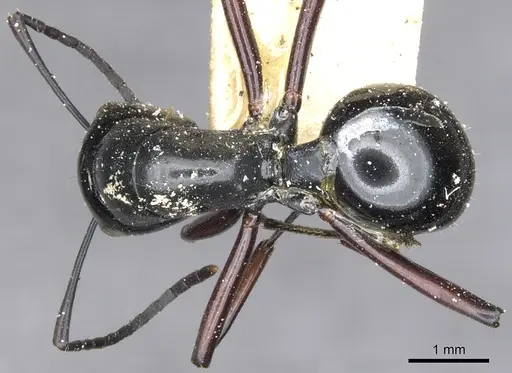 Polyrhachis fulakora specimen CASENT0903414 image casent0903414_1