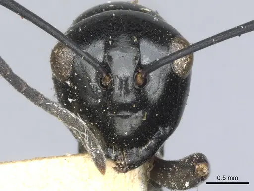 Polyrhachis fulakora specimen CASENT0903414 image casent0903414_2