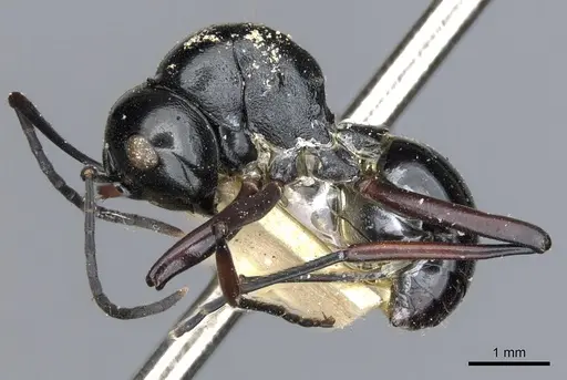 Polyrhachis fulakora specimen CASENT0903414 image casent0903414_3