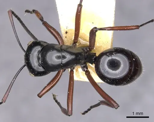 Polyrhachis fulakora specimen CASENT0905542 image casent0905542_1