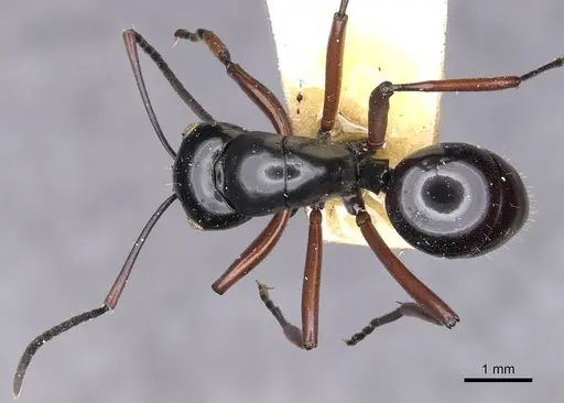 Polyrhachis fulakora specimen CASENT0905542 image casent0905542_2