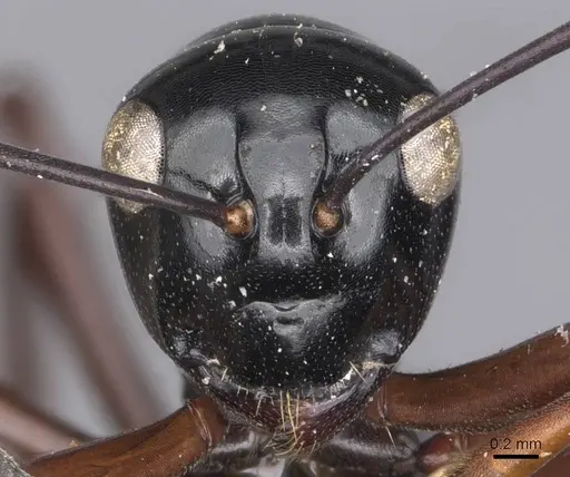 Polyrhachis fulakora specimen CASENT0905542 image casent0905542_3