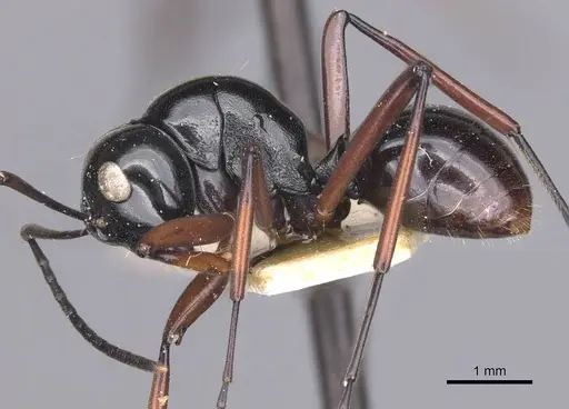 Polyrhachis fulakora specimen CASENT0905542 image casent0905542_4