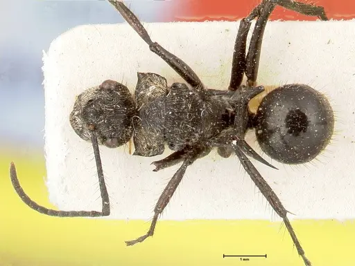 Polyrhachis fulgens specimen FOCOL0450 image focol0450_1