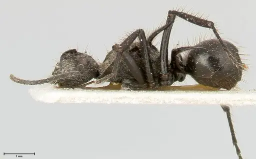 Polyrhachis fulgens specimen FOCOL0450 image focol0450_3