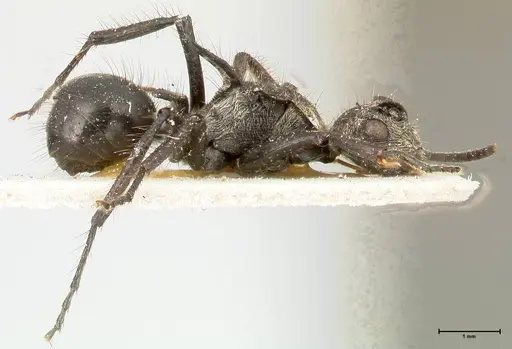 Polyrhachis fulgens specimen FOCOL0450 image focol0450_4