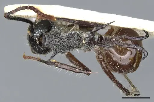 Polyrhachis furcata specimen CASENT0903376 image casent0903376_1