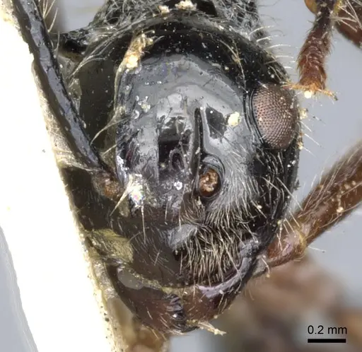 Polyrhachis furcata specimen CASENT0903376 image casent0903376_2