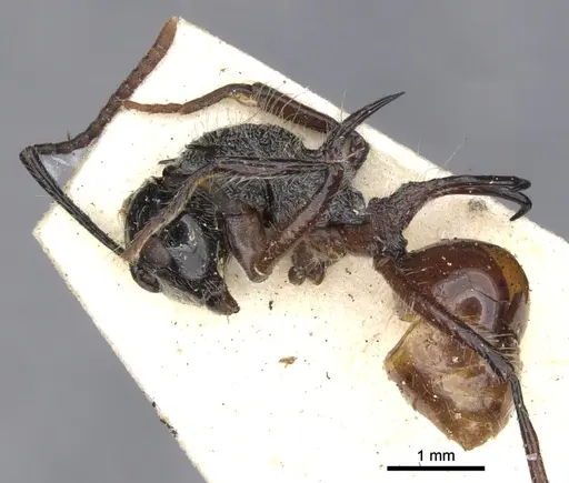 Polyrhachis furcata specimen CASENT0903376 image casent0903376_3