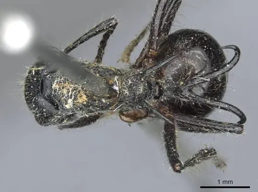 Polyrhachis furcata specimen CASENT0910864 image casent0910864_1