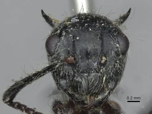 Polyrhachis furcata specimen CASENT0910864 image casent0910864_2
