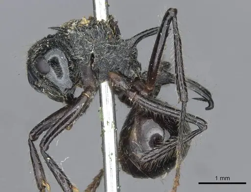 Polyrhachis furcata specimen CASENT0910864 image casent0910864_3