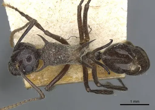 Polyrhachis furcata specimen CASENT0910865 image casent0910865_1
