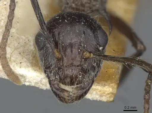 Polyrhachis furcata specimen CASENT0910865 image casent0910865_2