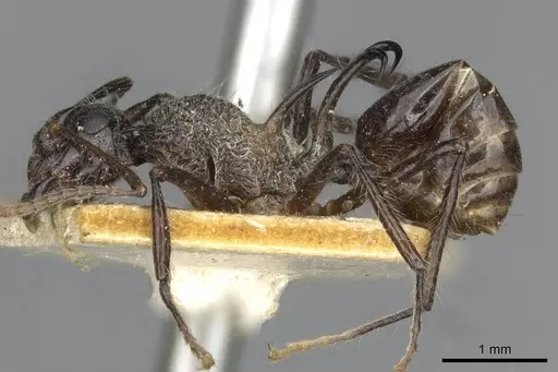 Polyrhachis furcata specimen CASENT0910865 image casent0910865_3