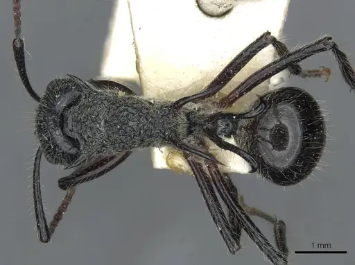 Polyrhachis furcata specimen CASENT0910867 image casent0910867_1