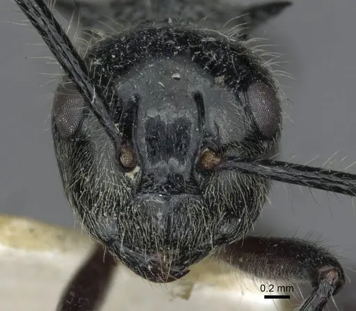 Polyrhachis furcata specimen CASENT0910867 image casent0910867_2