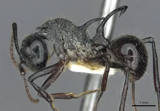 Polyrhachis furcata specimen CASENT0910867 image casent0910867_3