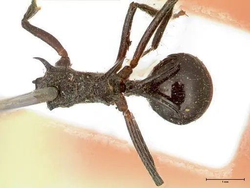 Polyrhachis furcata specimen FOCOL0571 image focol0571_1