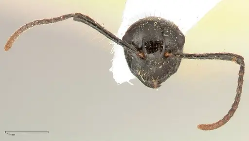 Polyrhachis furcata specimen FOCOL0571 image focol0571_2