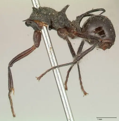 Polyrhachis furcata specimen FOCOL0571 image focol0571_3