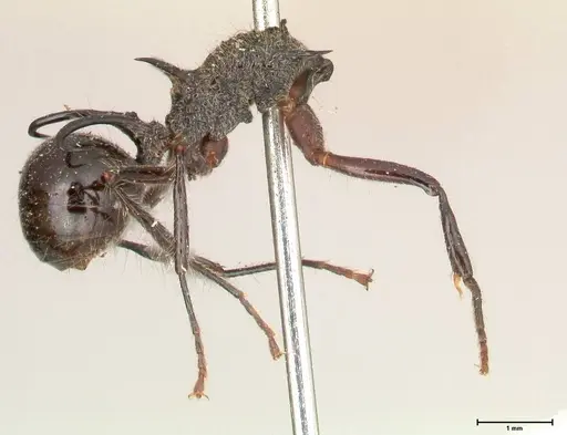 Polyrhachis furcata specimen FOCOL0571 image focol0571_4