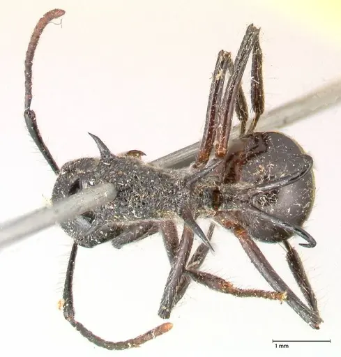 Polyrhachis furcata specimen FOCOL0572 image focol0572_1