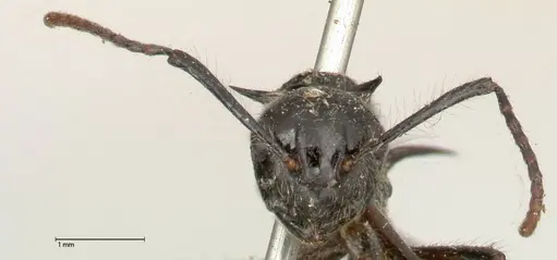 Polyrhachis furcata specimen FOCOL0572 image focol0572_2